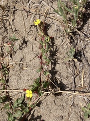Camissoniopsis lewisii