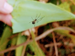 Leucauge volupis