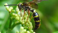 Xanthocampsomeris fulvohirta