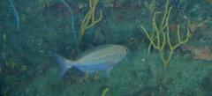 Spondyliosoma emarginatum
