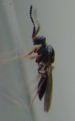 Amblyaspis