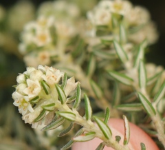 Phylica axillaris maritima