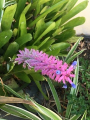 Aechmea gamosepala