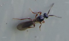 Amblyaspis