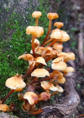 Xeromphalina campanella