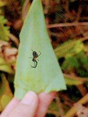 Leucauge volupis