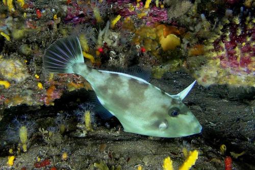 Modest filefish (Thamnaconus modestoides) — Monacanthidae