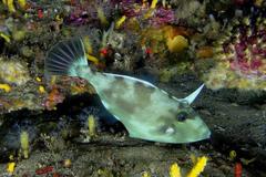 Thamnaconus modestoides