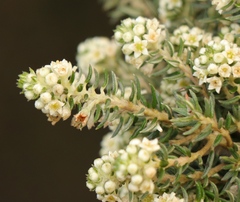Phylica axillaris maritima