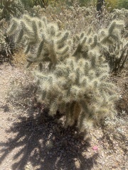 Cylindropuntia bigelovii
