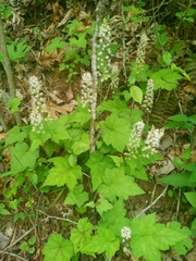 Tiarella nautila