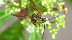 Xanthocampsomeris fulvohirta