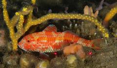 Parupeneus fraserorum