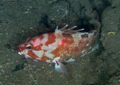 Epinephelus rivulatus