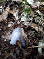 Monotropastrum humile