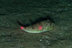 Torquigener flavimaculosus