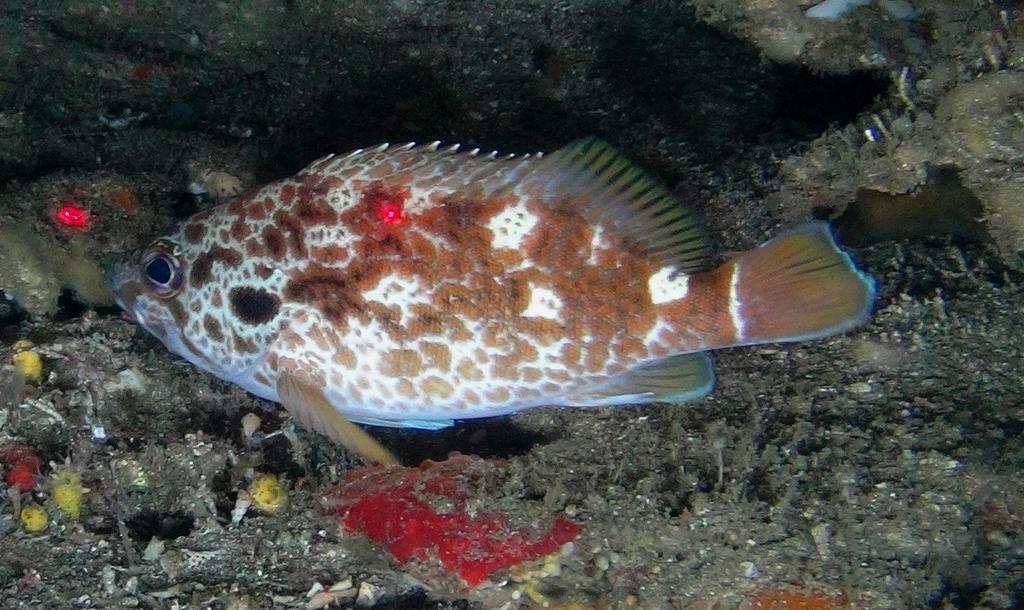 Scalyjaw Koester