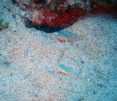 Coryphopterus eidolon