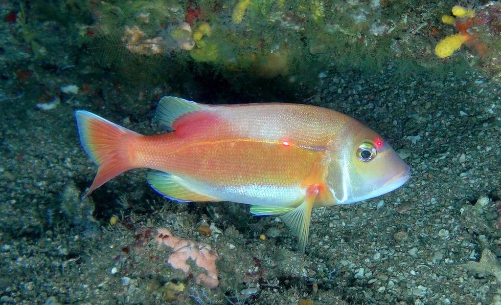 Dane Seabream