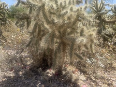 Cylindropuntia bigelovii