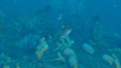 Cyprinocirrhites polyactis