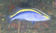 Goldribbon Soapfish photo 2