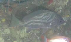Umbrina canariensis