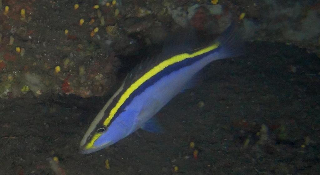 Goldribbon Soapfish