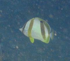 Chaetodon marleyi