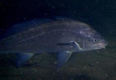 Umbrina canariensis