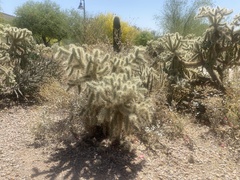 Cylindropuntia bigelovii