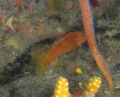 Cyprinocirrhites polyactis