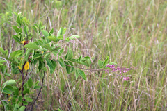 Pseudarthria hookeri hookeri