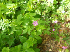 Geranium robertianum