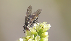 Phorocera
