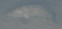 Epinephelus andersoni