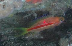 Pseudanthias gibbosus