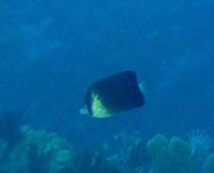 Chaetodon blackburnii