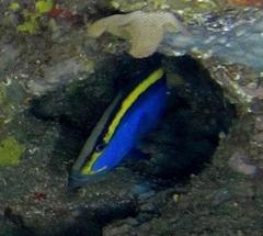 Goldribbon Soapfish photo 4