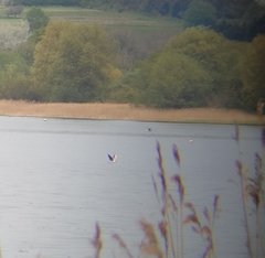 Hydrocoloeus minutus