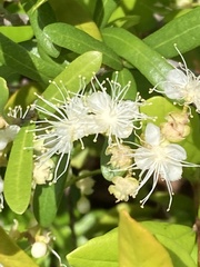 Myrcianthes fragrans