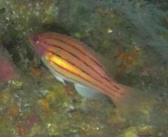 Fourline Hogfish photo 2