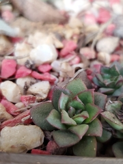 Echeveria pulidonis