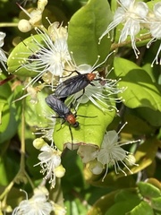 Myrcianthes fragrans