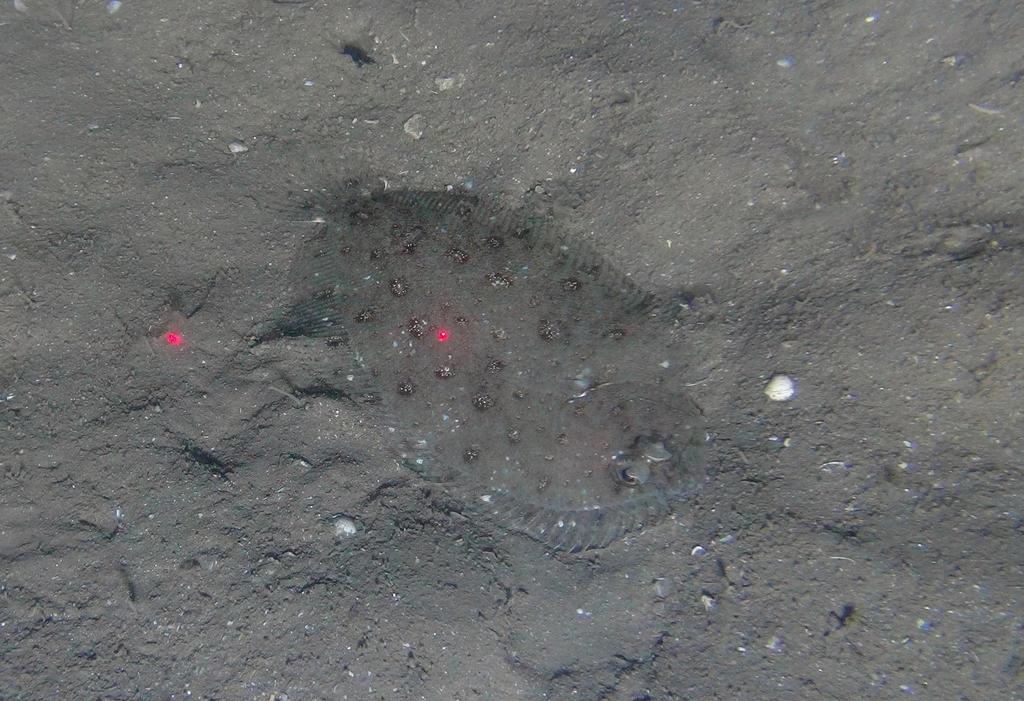 Swio Flounder