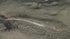 Platycephalidae