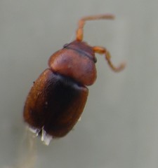 Kateretes pedicularius