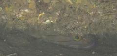 Epinephelus andersoni