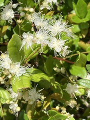 Myrcianthes fragrans