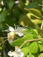 Myrcianthes fragrans